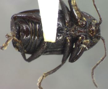 Media type: image;   Entomology 5044 Aspect: habitus ventral view